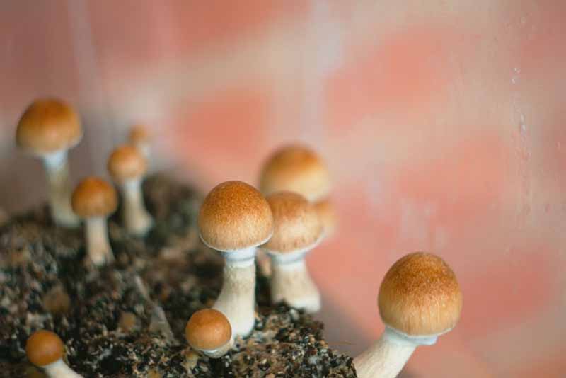 Magic Mushrooms