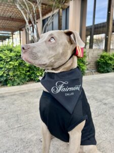 chief happiness officer fairmont dallas