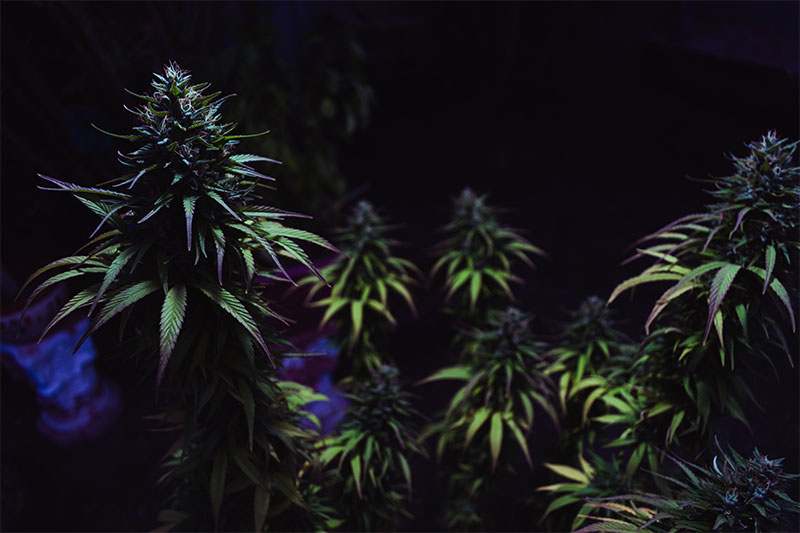CBD sales decline