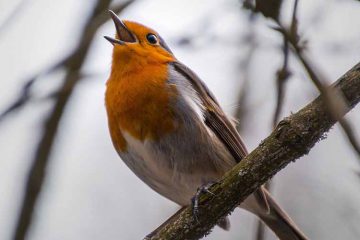 nature sounds improve health