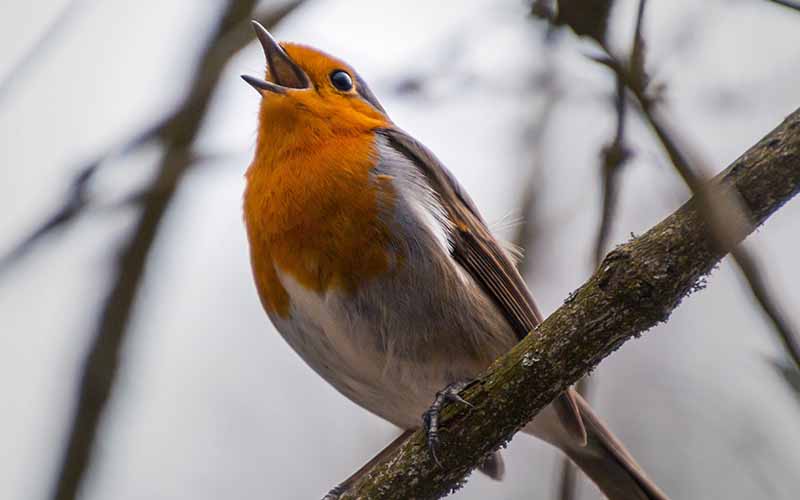 nature sounds improve health