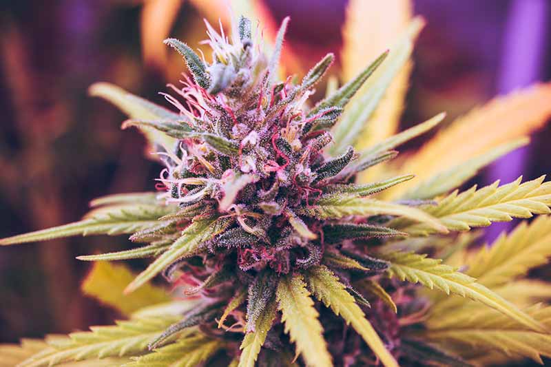 applications for cbd