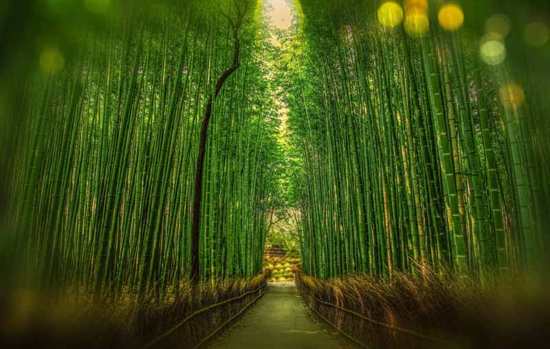 bamboo as a sustainable packaging alternative