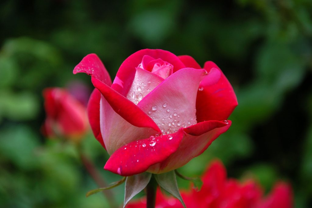 scent of rose enhances learning during sleep