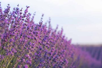 Scent while sleeping improves memory