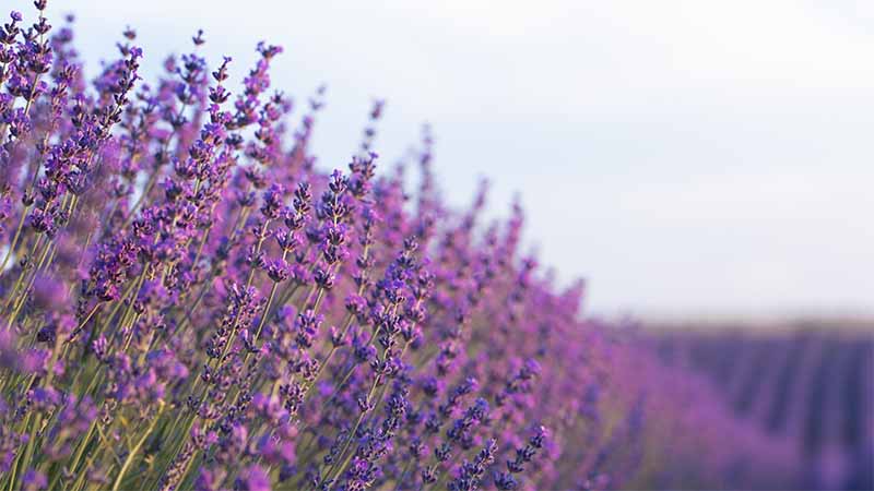 Sleep aromatherapy improves memory